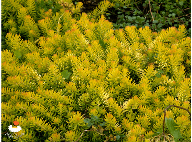 Sedum rupestre   'Angelina'